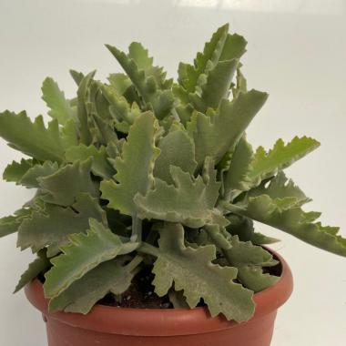 Kalanchoe beharensis oak leaf